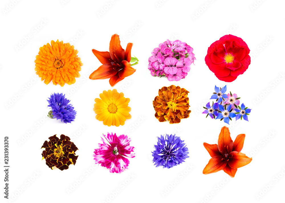 Selection garden blossoms, isolated on white. Top right to left: Calendula officinalis, Lilum, Sweet William, Rosa, Cornflower, Calendula officinalis,Tagetes,Borage,Daketes,Dianthus,Cornflower,Lilium. Selection garden blossoms, isolated on white. Top right to left: Calendula officinalis, Lilum, Sweet William, Rosa, Cornflower, Calendula officinalis,Tagetes,Borage,Daketes,Dianthus,Cornflower,Lilium.