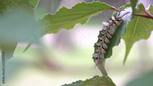 Close-up of a larva Trabala vishnou guttata on a green leaf of a forest tree. Beautiful caterpillar with long black hairs in wildlife at mountain Taiwan-Dan photo