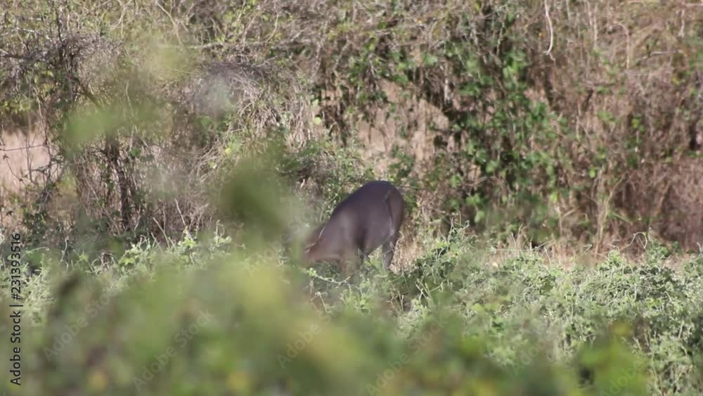venado comiendo hierba