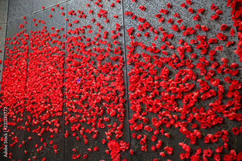 Poppies for Remembrance Day, Lest we forget. 