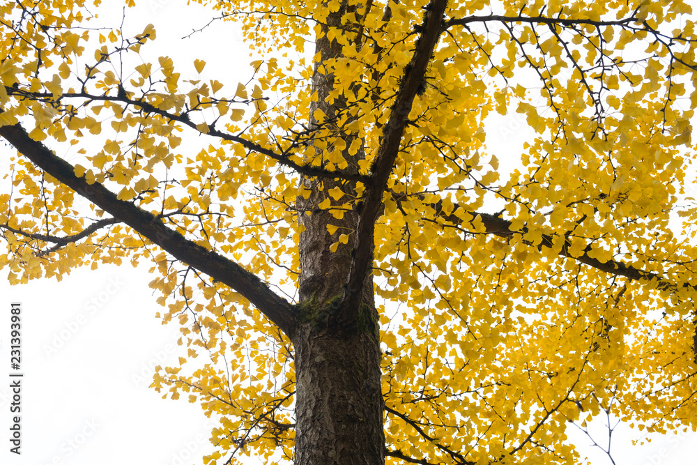 autumn leaves on tree