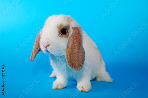 Cute little young bunny rabbit lop eared dwarf rabbits