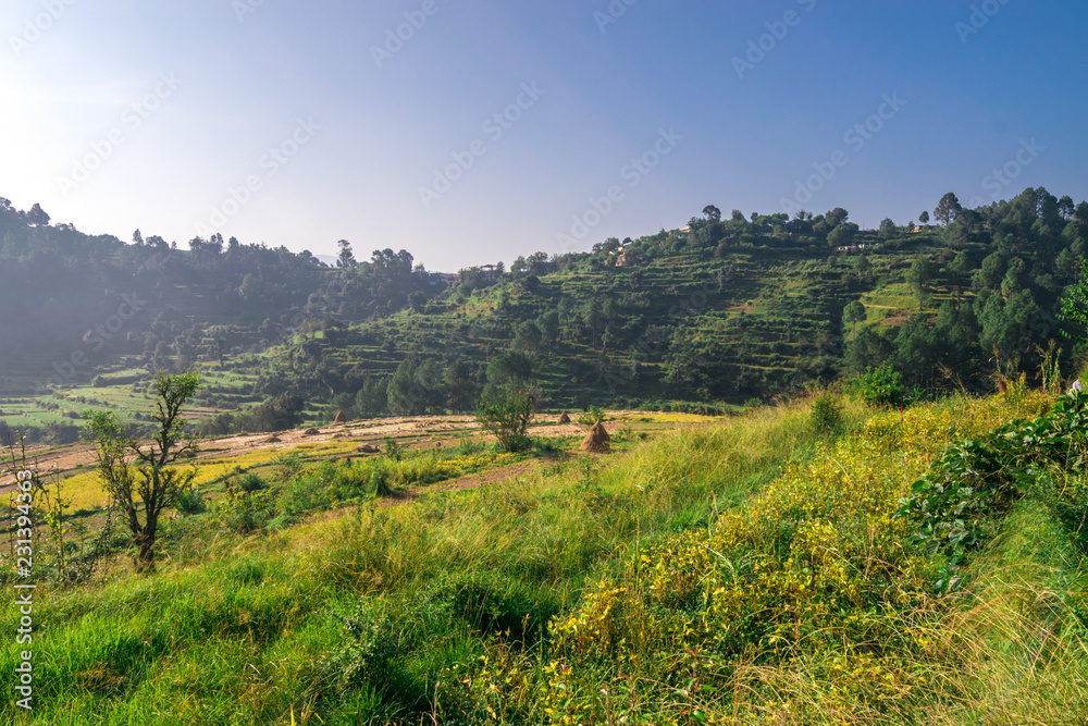 Step Farming in Mountains  in Bageshwar, Uttarakhand, India