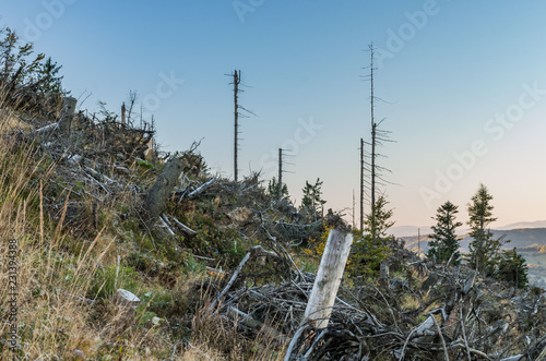 Fototapeta Naklejka Na Ścianę i Meble -  Windthrop in Beskidy mountains forest attacked by spruce bark beetle, Poland