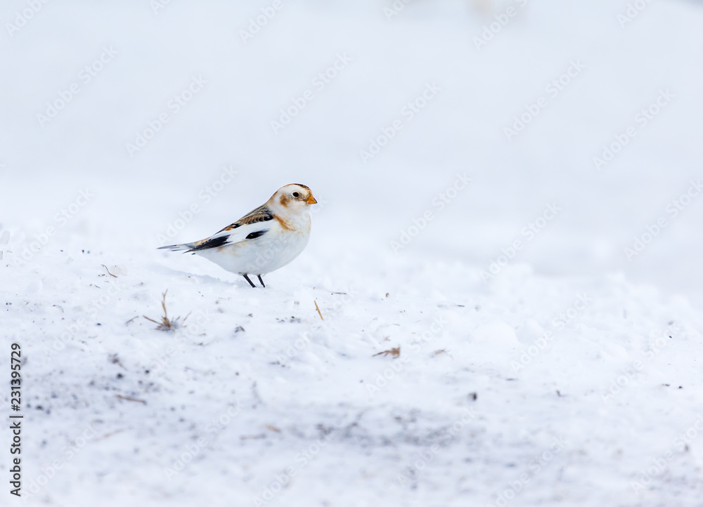 Snow bunting feeding on seed in a snowy winter scene in rural Quebec, Canada Snow bunting feeding on seed in a snowy winter scene in rural Quebec, Canada