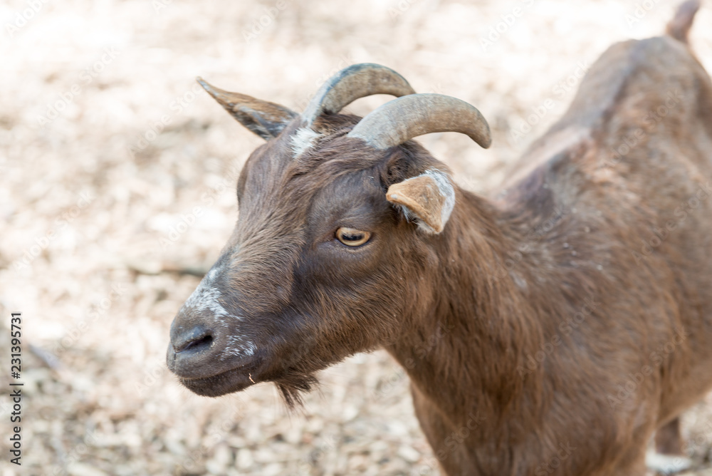 Horned goat close-up behind the fence of the farm. Horned goat close-up behind the fence of the farm.