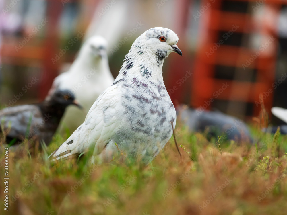 City pigeons in grass