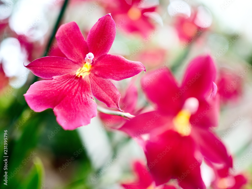 Fototapeta premium burrageara nelly iser