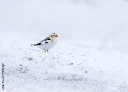 Snow bunting feeding on seed in a snowy winter scene in rural Quebec  Canada