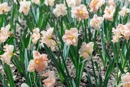 Fototapeta Naklejka Na Ścianę i Meble -  Flower bed with yellow daffodil flowers blooming in the spring, Spring flowers, floral, primroses