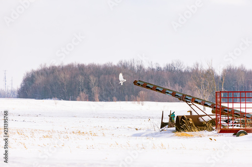 Snowy owl perched on some old farm equipment in a snowy winter scene in rural Quebec, Canada.  photo