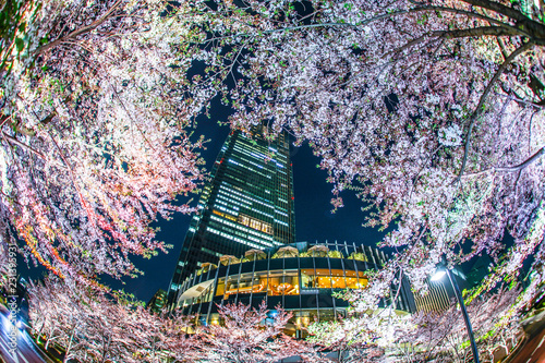 桜と東京ミッドタウン photo