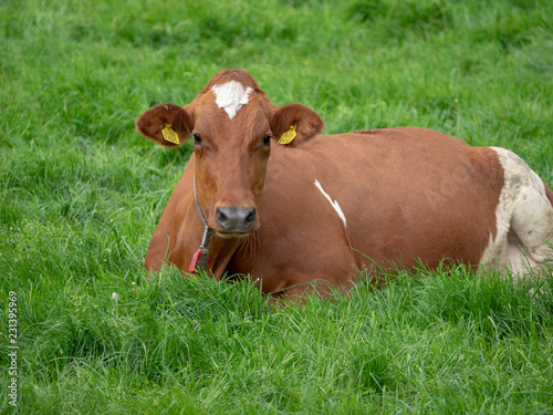 Dutch cow