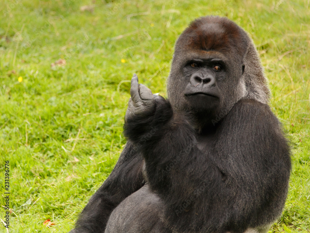Flachlandgorilla Flachlandgorilla