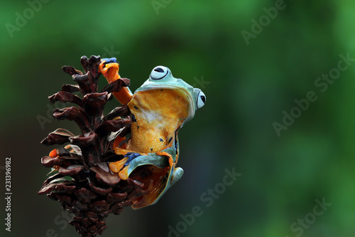 Javan tree frog on branch, flying frog, rhacophorus reinwardtii