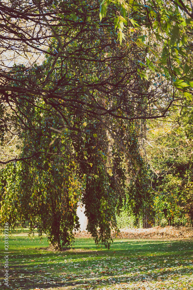 Fototapeta premium autumn city park in early autumn