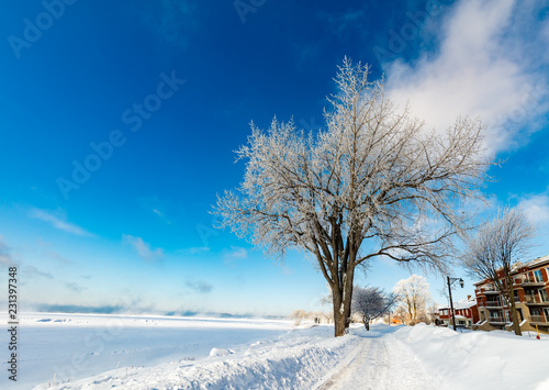 The thre willows in mid winter on the lake shore Lachine  Quebec  Canada