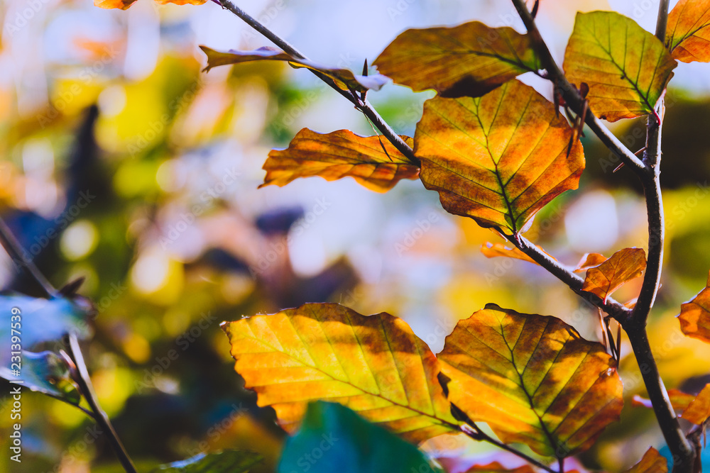 close-up of golden and orange toned leaves shot at shallow depth of field close-up of golden and orange toned leaves shot at shallow depth of field