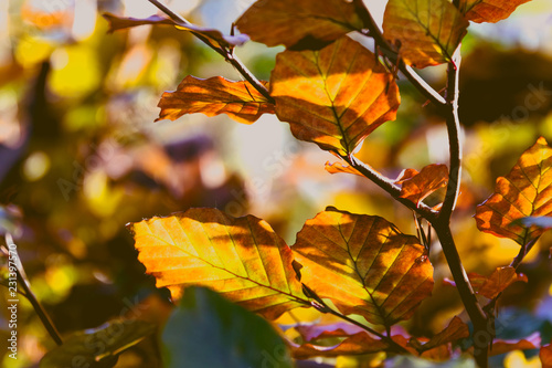 close-up of golden and orange toned leaves shot at shallow depth of field