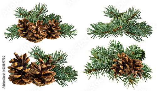 Green fir branch with cone on white background with clipping pass