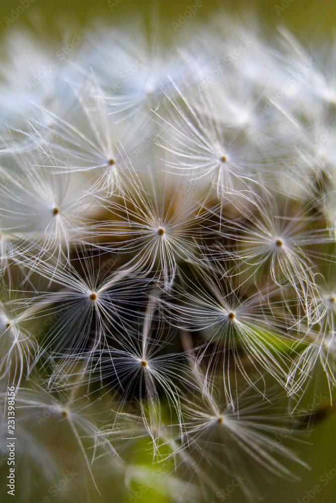 reifen Löwenzahnpflanze „Pusteblume“ reifen Löwenzahnpflanze „Pusteblume“