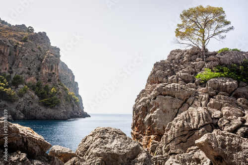 Bucht mit Baum auf Mallorca