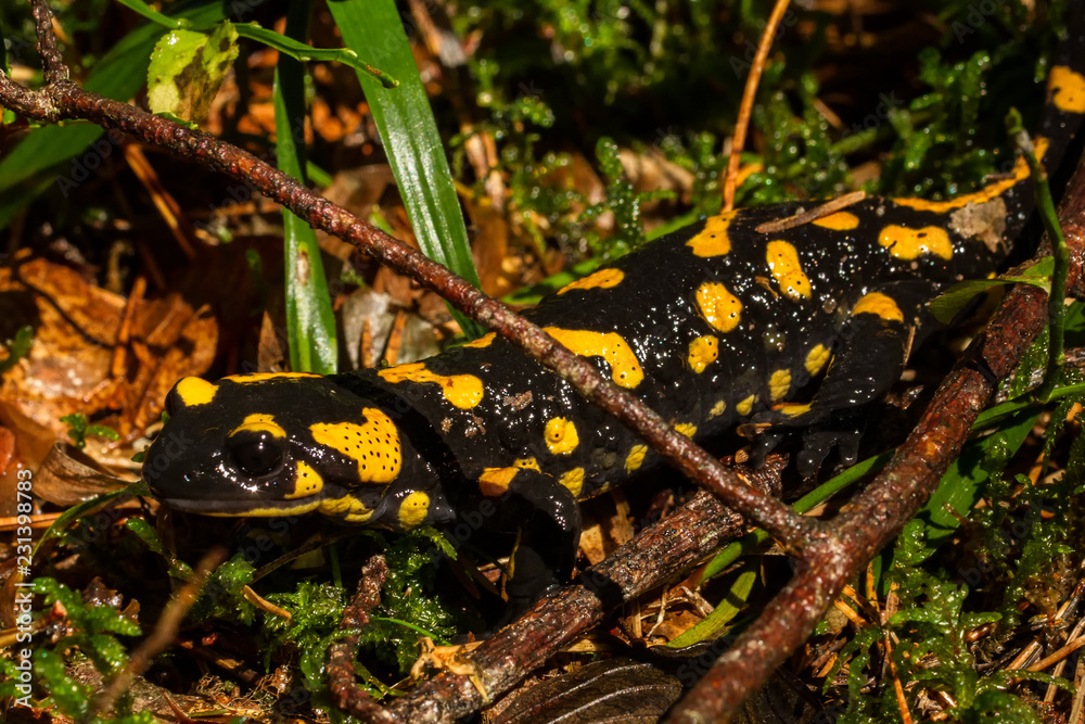 Fototapeta premium Feuer Salamander