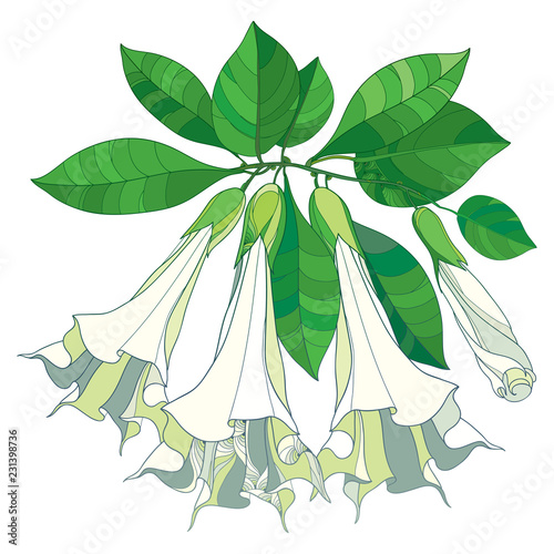 Vector branch with Brugmansia arborea or Angels Trumpets flowers. Outline flower, bud and green leaves isolated on white background. Contour bunch of ornate Brugmansia for tropical summer design. 