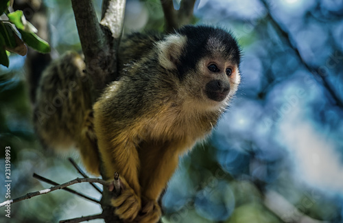 Squirrel monkey - Saimiri © Tatyana