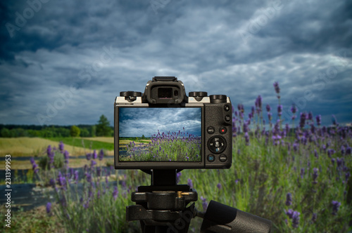 Fototapeta Naklejka Na Ścianę i Meble -  Camera and Landscape with bushes of blooming lavender in the foreground