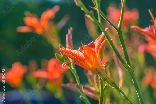 Fototapeta Naklejka Na Ścianę i Meble -  Beautiful daylily flowers on sunlight