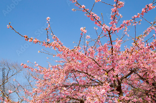 Cherry blossoms in Yoyogi park