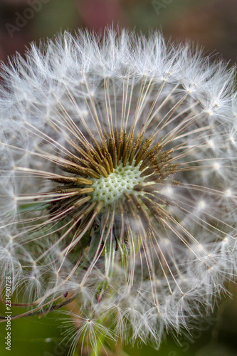 reifen L  wenzahnpflanze    Pusteblume   