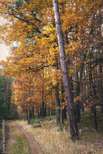 Fototapeta Naklejka Na Ścianę i Meble -  Jesienny krajobraz 2