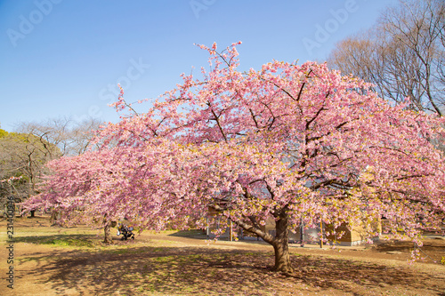 Cherry blossoms in Yoyogi park