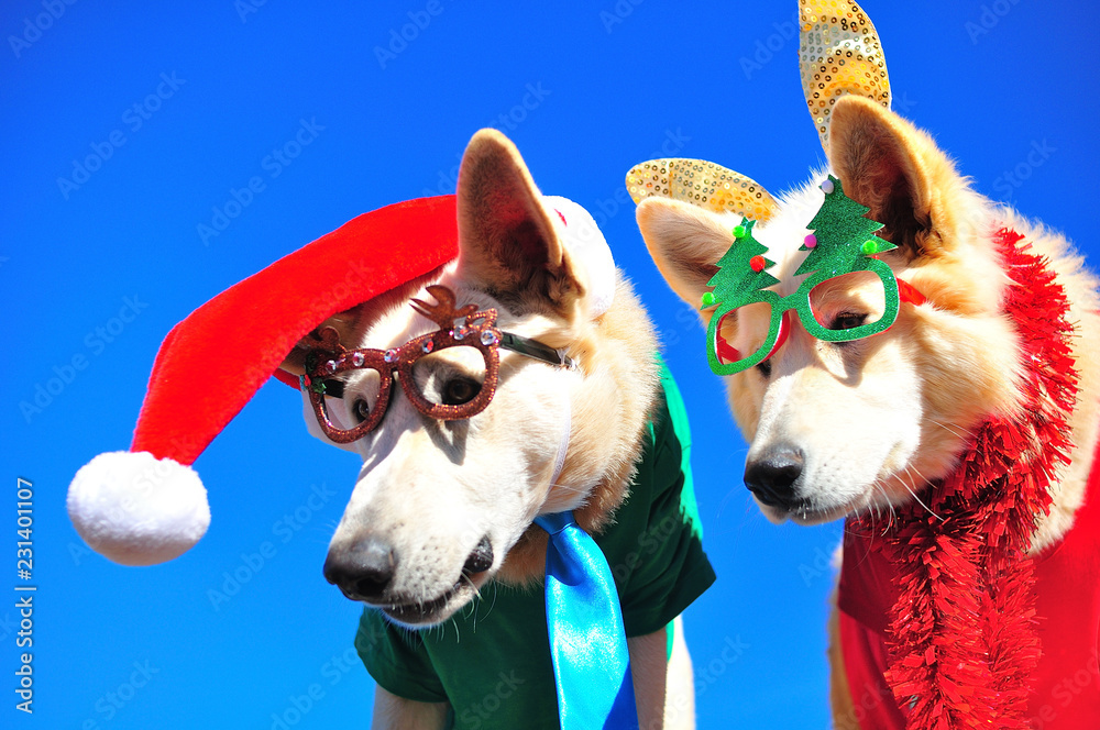 funny christmas dogs StockFoto Adobe Stock