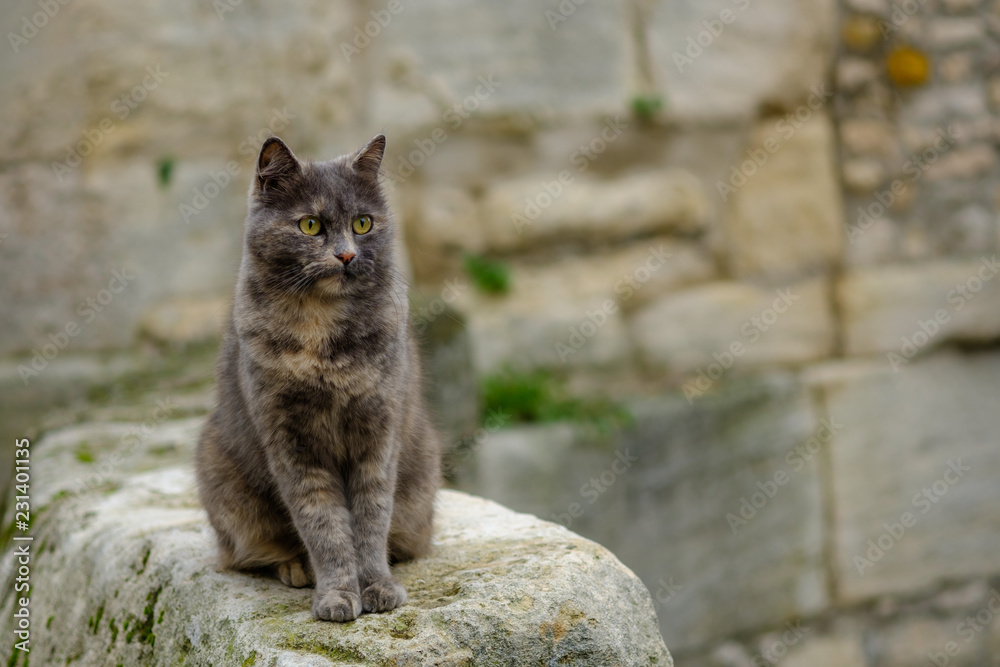 Chat Tachete Gris Et Roux Assis Dans La Rue Stock Photo Adobe Stock
