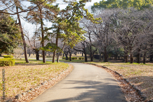 Landscape of Yoyogi park