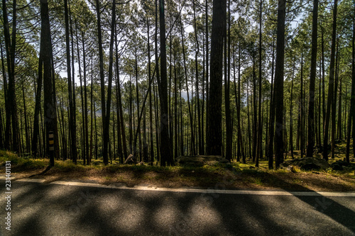 Road in Pines Tree Forest - Sankri, Uttarakhand, India photo