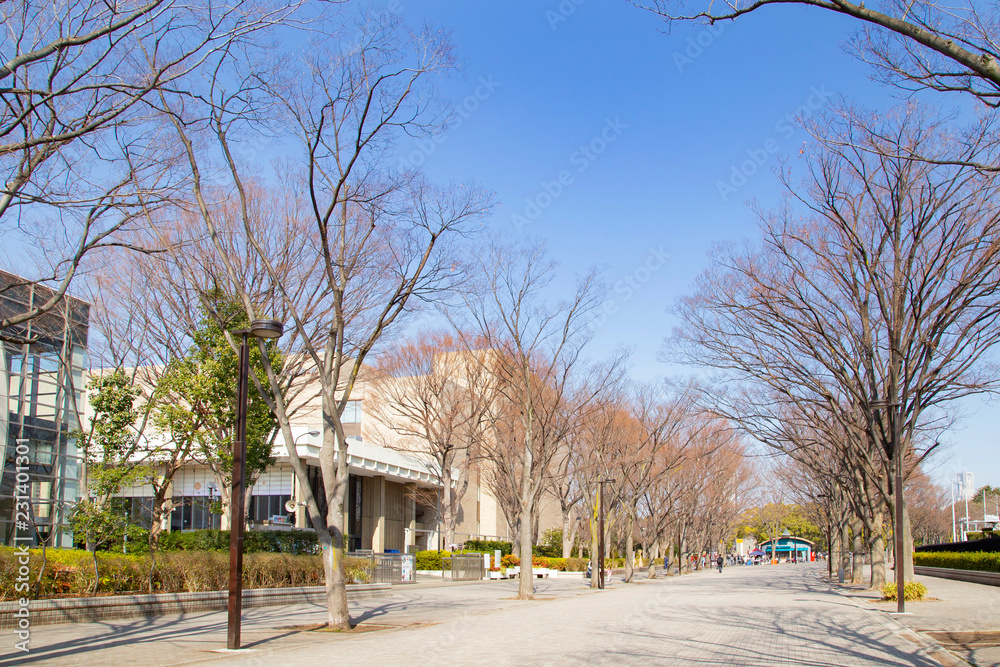 Landscape of the road lined with zelkova trees