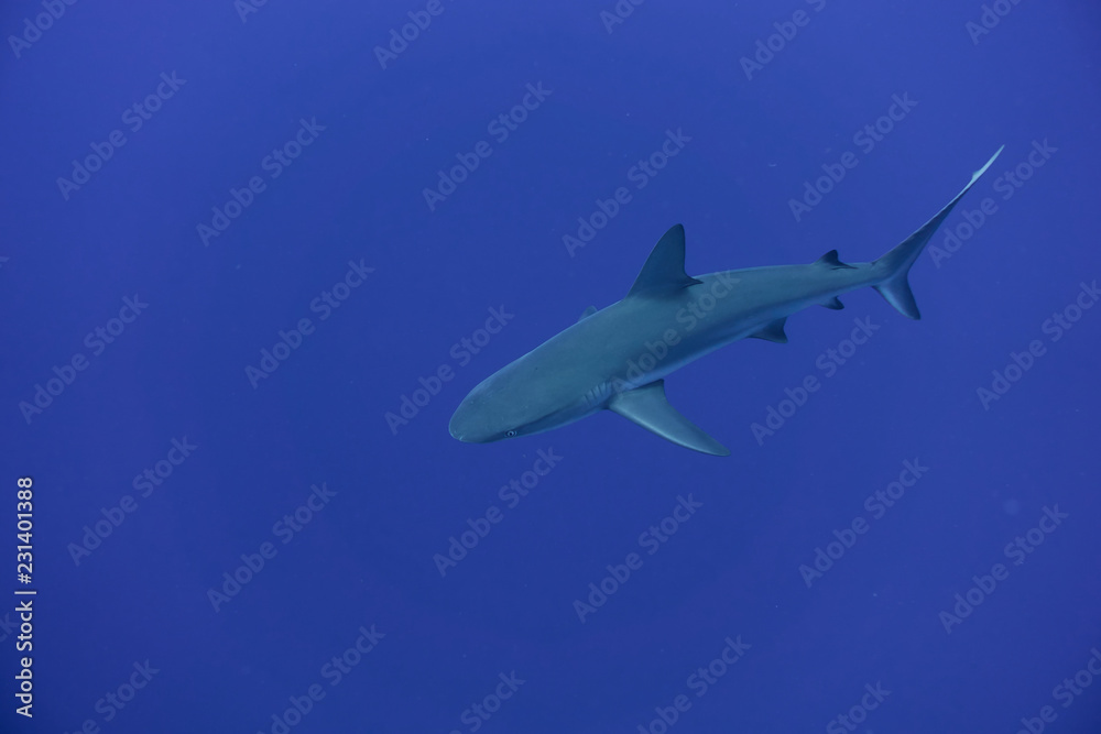 requin gris de récifs requin gris de récifs