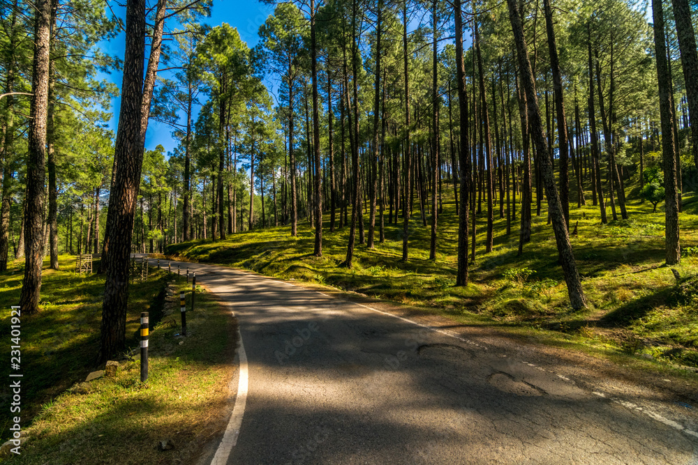 Road in Pines Tree Forest in Sankri, Uttarakhand, India