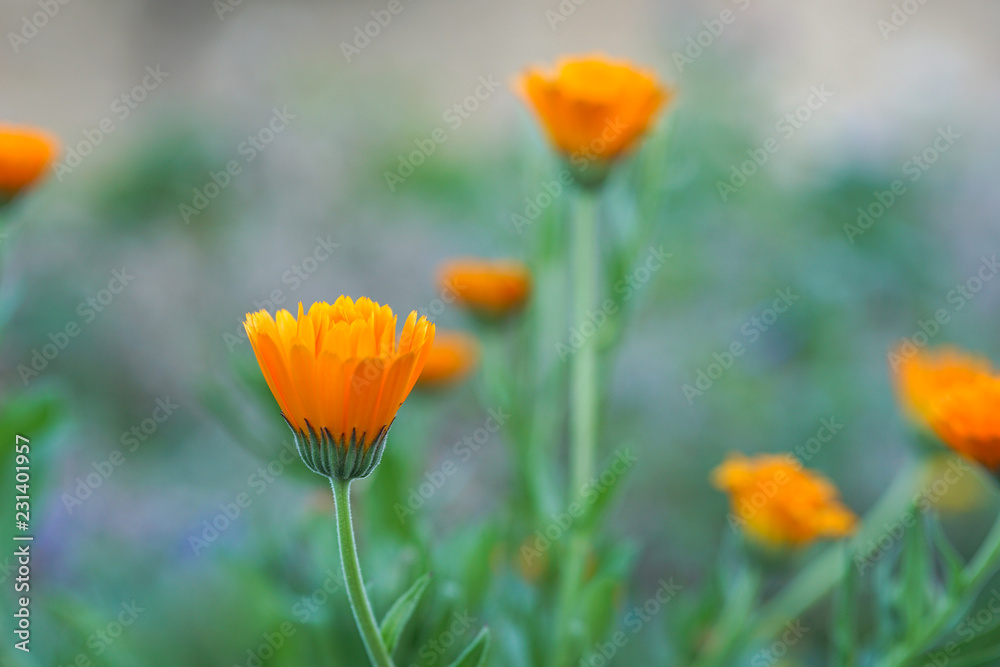 Beautiful flower background. Amazing view of bright yellow flowers blooming in the garden. Beautiful flower background. Amazing view of bright yellow flowers blooming in the garden.