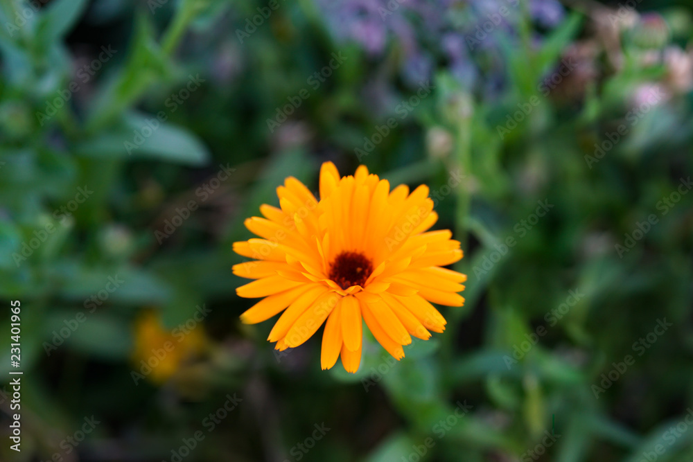 Beautiful flower background. Amazing view of bright yellow flowers blooming in the garden. Beautiful flower background. Amazing view of bright yellow flowers blooming in the garden.