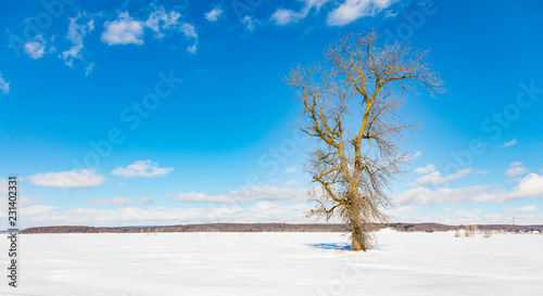 Lonely tree isolated in rural Quebec Canada in a snowy seasonal background.
