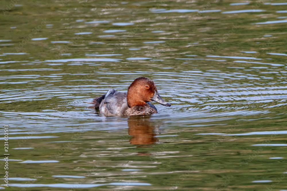 Fototapeta premium Common pochard male in autumn plumage swimming on water. Cute bright diving duck. Bird in wildlife.
