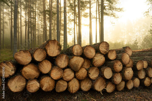 Real is beautiful. Fresh early morning mist in the forest. Beautiful sunrise in the woods cutting area with a fog. Felling of trees. Cut trees in a row. Forest protection concept.