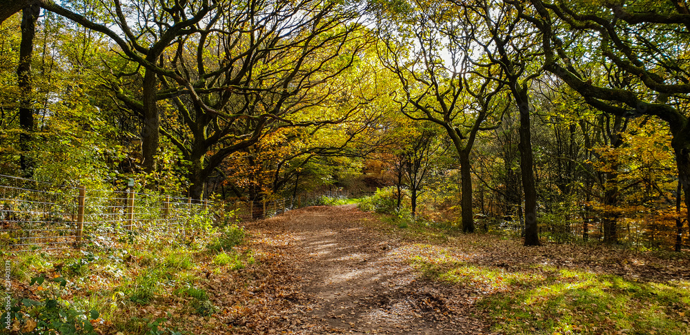Fototapeta premium Autumn walk in the hills