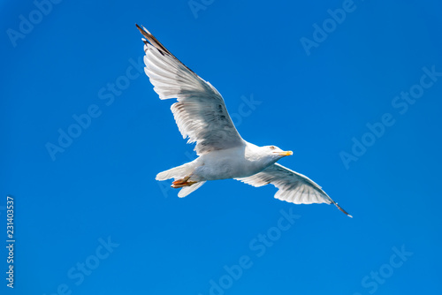 Seagull soaring in open sky