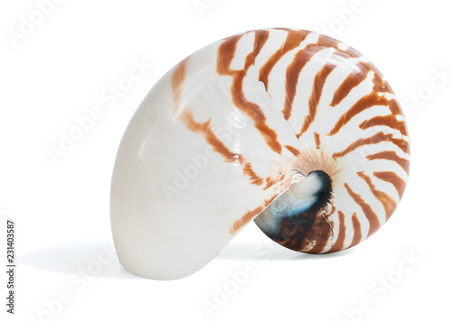 Shell of a Nautilus  on white background